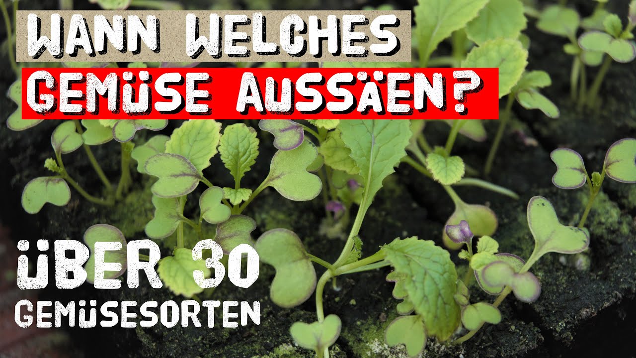 Wann sät man welches Gemüse aus? Aussaatzeitpunkte über 30 beliebten