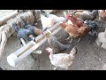 How To Make 2 Different Chicken Feeders With PVC Pipe | Zero Waste Chicken Feeder 🐔