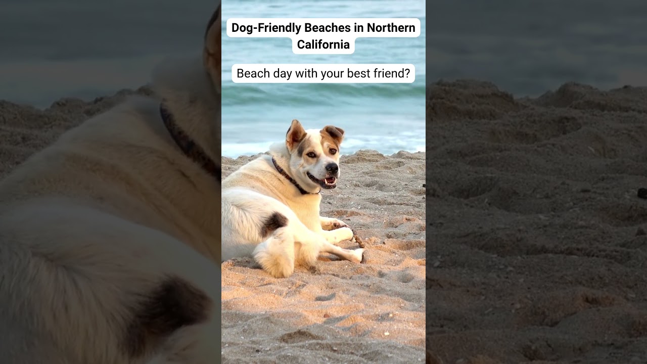 Best Dog Friendly Beaches in Northern California