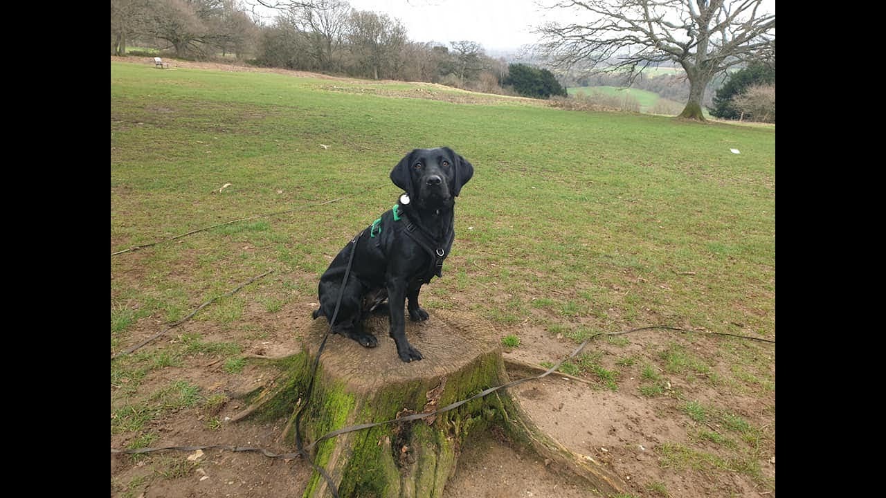 semafor pilfer Kammerat Dottie - 18 month old Labrador x Cocker Spaniel - 4 Weeks Residential Dog  Training - YouTube