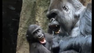 Baby GorillaKayembe plays with Mokolo  Part 1  #gorillas