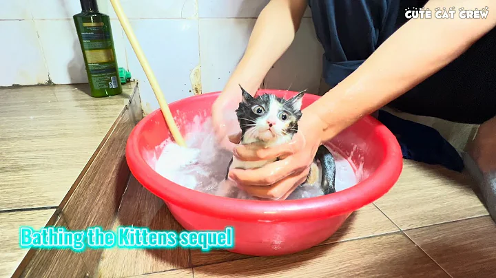 Watch the video about Bathing KITTENS For The First Time Is The BEST