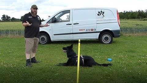 Positive reenforcement is bribing your dogs! Is it really though?