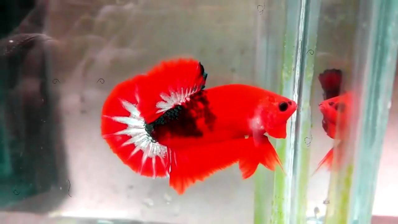 Ikan Cupang Plakat Hellboy Startail Youtube