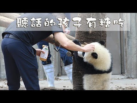 《熊貓早晚安》聽話的孩子有糖吃 | iPanda熊貓頻道