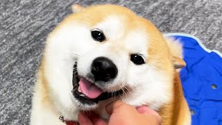 寝ている柴犬を放置して新聞を取りに行くと、これである。