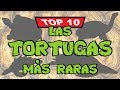 Top 10: Las tortugas más raras