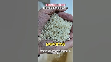 Small commercial ricemill,250-300kg/h,reduce the broken rice rate by 2%#farmer #machine #ricemill