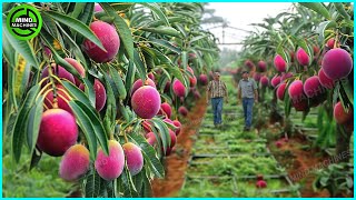 The Most Modern Agriculture Machines That Are At Another Level,How To Harvest Mangoes In Farm ▶4