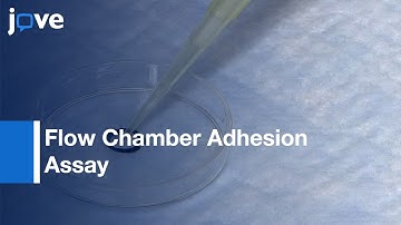 Flow Chamber Adhesion Assay for Neutrophils | Protocol Preview