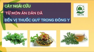 Cây ngải cứu – từ món ăn dân dã đến vị thuốc quý trong đông y