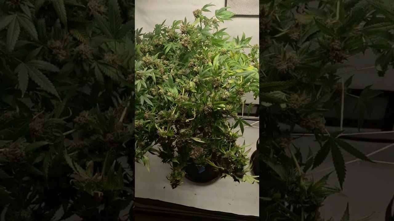 Harvest pt.2 Yamato purps by Dojo seed co.