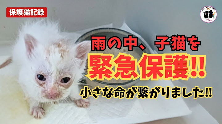 雨の中子猫を緊急保護しました‼︎小さな命が繋がりました。