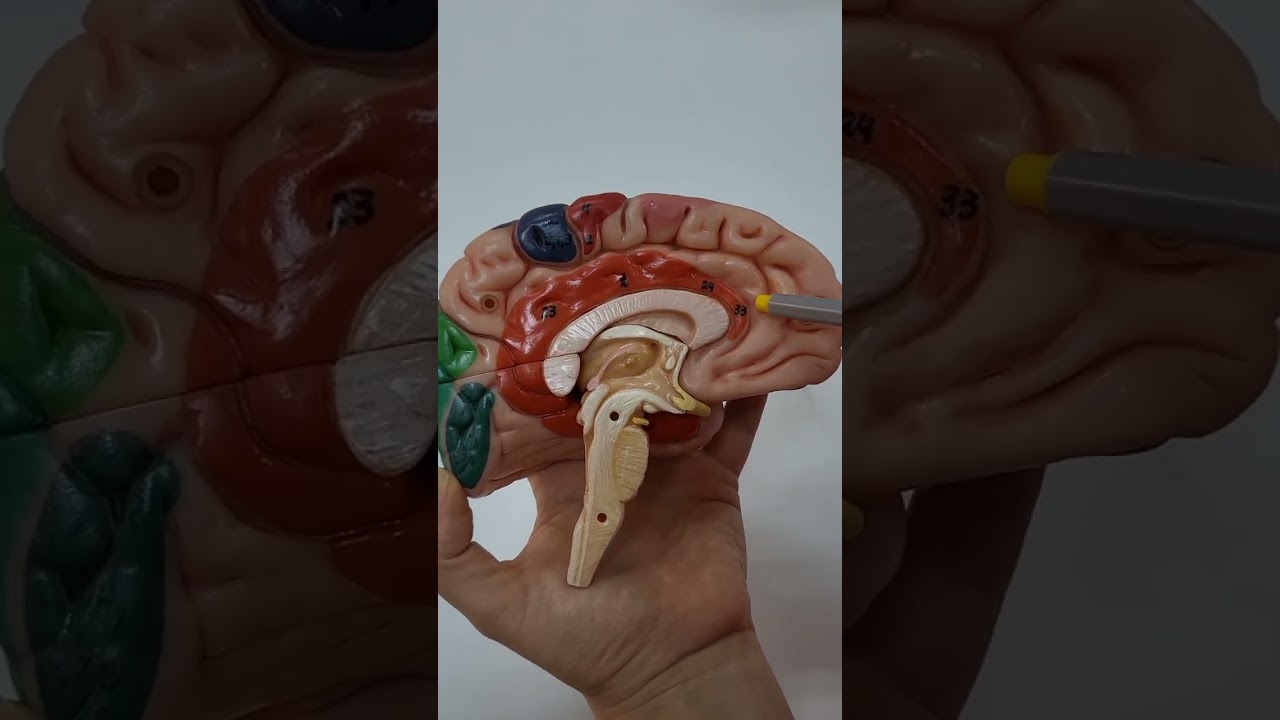 Telencephalon anatomisi