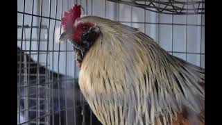 Easter Egger Chickens