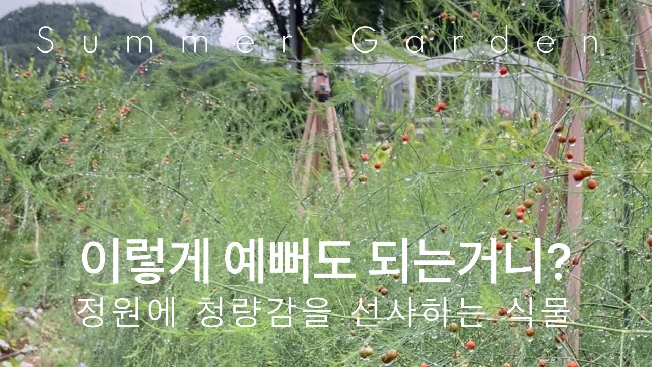 보기만해도 시원하고 예쁜 정원 식물 | 화이트 꽃 가득한 여름정원