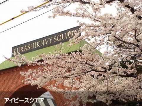 倉敷散歩物語その８　さくら散歩道（２）　向山、美観地区ほか