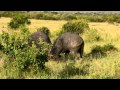 buffalo fight in Masai Mara