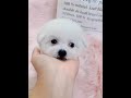 ⚠️ OMG! So Cute Dogs/Puppies - Best Funny Dog Videos 2022 ||| Amazing Dog Videos #Shorts