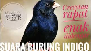 Suara burung indigo crecetan tajam, masteran top murai batu kacer dll #masteranmurai #burungindigo