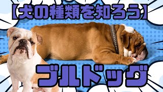 【犬の種類を知ろう】ブルドッグ