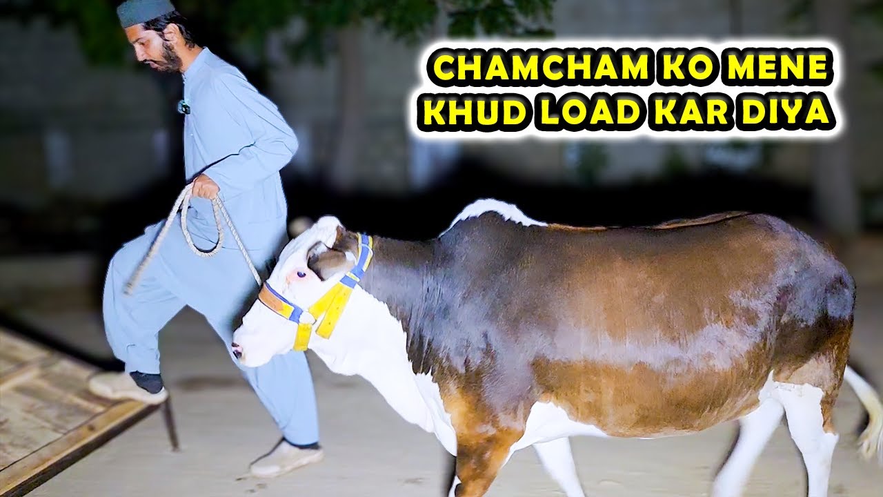 First Time Koi Janwar Khud LOAD Kiya AQ Cattle Farm Cattle Market first-time-koi-janwar-khud-load-kiya-aq-cattle-farm-cattle-market