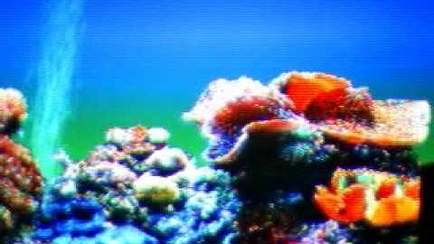 Video 11.avi Dr. JC Turpin