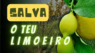 Como salvar limoeiro da morte certa