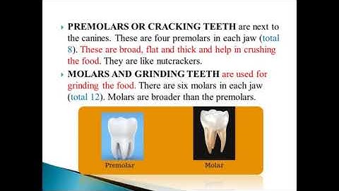 class 4 science TEETH AND MICROBES PART-1