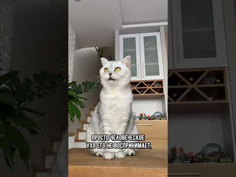 Почему кот мяукает без звука #коты #кошка #shorts