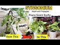 Syngonium plant repot and propagate