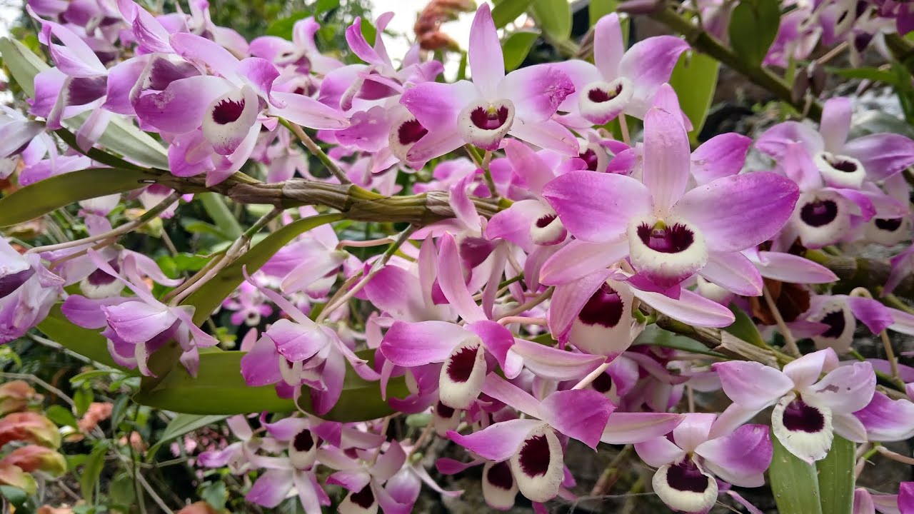 Dendrobium Nobile Orchid