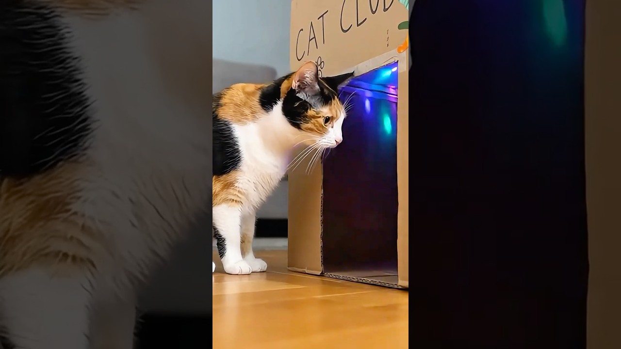 Cat Club Party?! 😂💥 #CutePets #PetParty