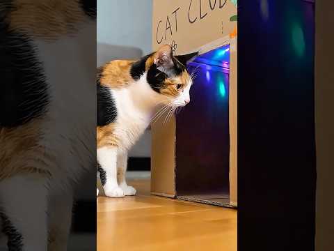 Cat Club Party?! 😂💥 #CutePets #PetParty