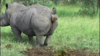 Rhino Pooping ASMR! Satisfying Sounds (no talking)