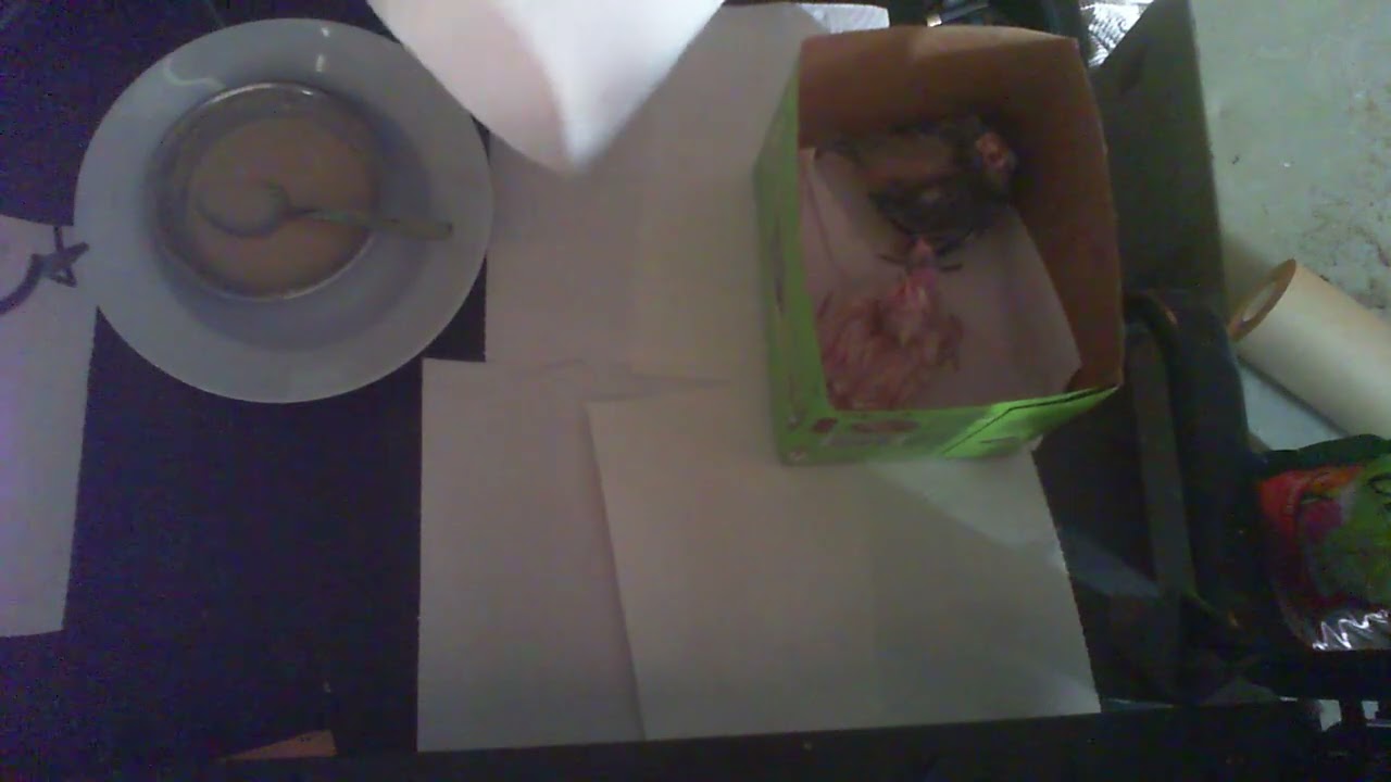 This is how I raise super sweet tame cockatiels.