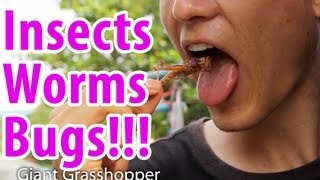 How to Eat Insects, Worms, and Bugs!!!