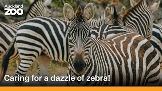 Keeper Dion cares for a dazzle of zebra!