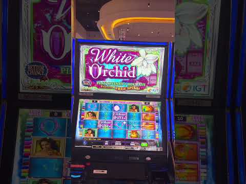 Analyse des Nouvelles Machines à Sous WishWin