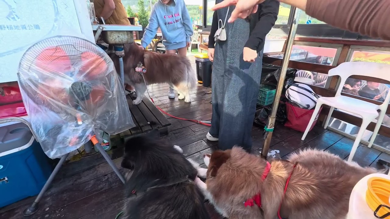 北海岸竟然遇到三隻雪撬犬#阿拉斯加雪橇犬 #husky #pets #kimbo #cutedog #cute #金寶 