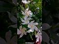 বগ ফুল বা চাঁপা সুগন্ধি সাদা ফুল, যার পাঁপড়িগুলো ঘুরানো বা পাকানো থাকে #চাপা #বক ফুল #ytsubal8