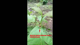 Burung Prenjak Lumut / Cinenen Pisang Penghuni Kebun #Porang, Keluar Dari Sarang &amp; Belajar Terbang