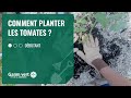 Tuto comment planter les tomates   jardinerie gamm vert