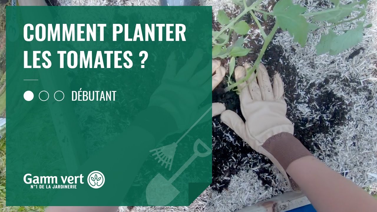 TUTO Comment planter les tomates   Jardinerie Gamm vert