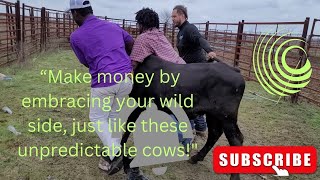 "Hard Earned Cash: The Wild World of Sorting and Selling Unpredictable Cows" Cows For Cash Explorer