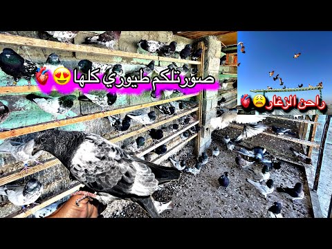 تعالو شوفو طيوري كلهن مشاهده ممتعه