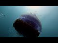 Jellyfish beauty  philippines