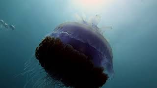 Jellyfish Beauty - Philippines