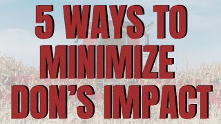 5 ways to minimize DON's impact on corn in the field, the bin, and pocketbooks