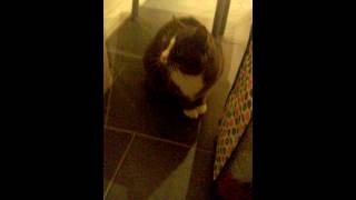 Katze Hat Angst Vom Staubsauger